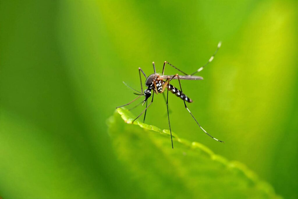 Mosquito perched on green leaf.