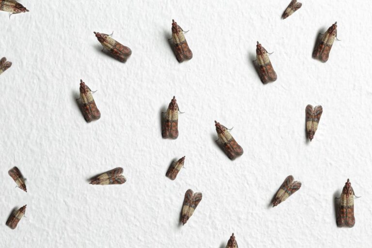 Scattered meal moths on white surface.