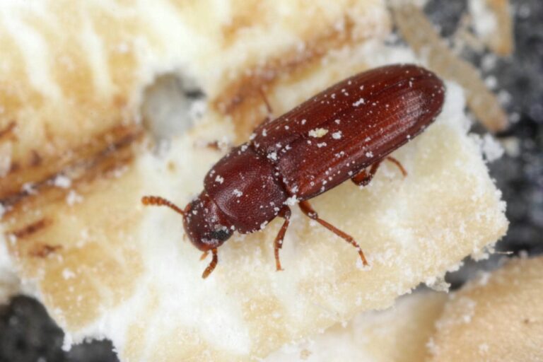 10 Best Red Flour Beetle Extermination Services
