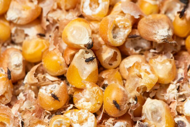10 Best Signs of Weevil Infestation in Pantry