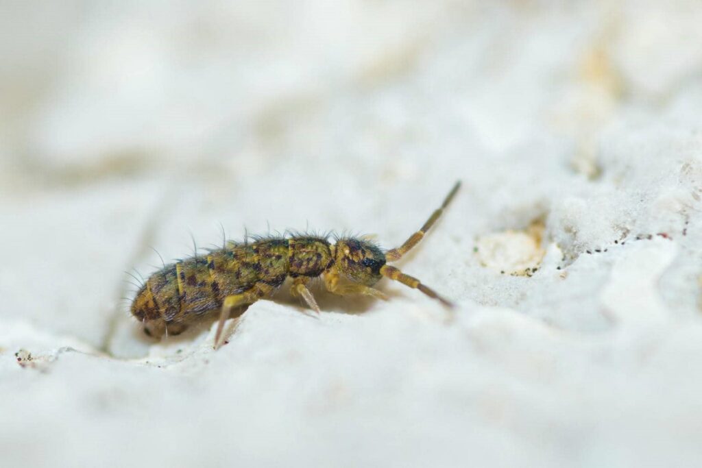 10 Best Springtail Control Tips for Homes