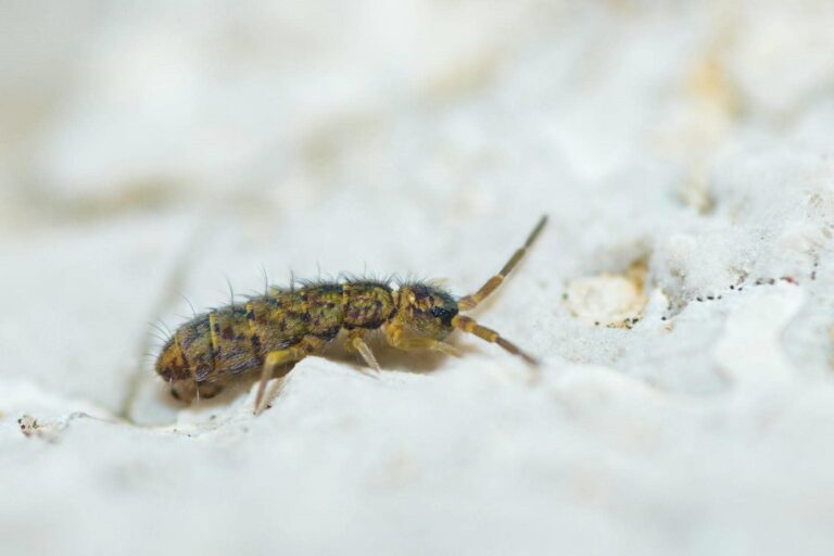 10 Best Springtail Control Tips for Homes