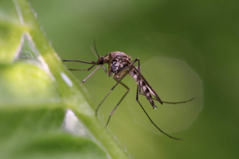 Close-up of a mosquito on leaf