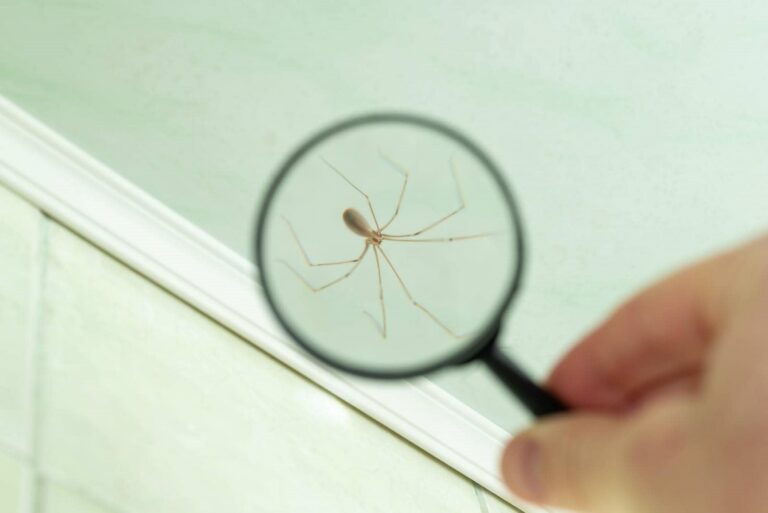 10 Essential Local Pest Control Regulations