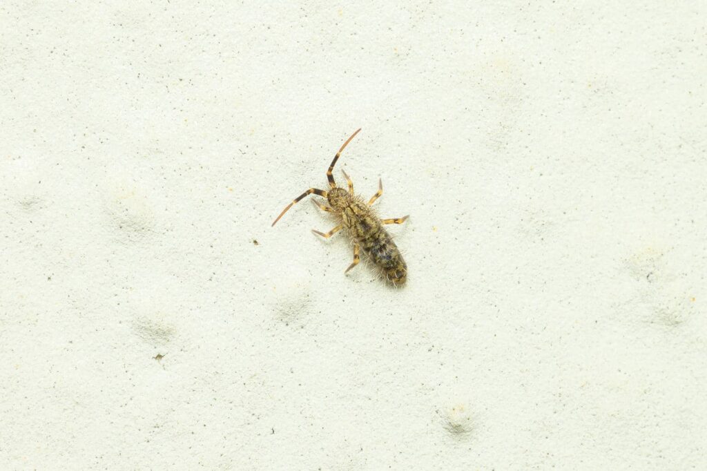 10 Tips for Professional Springtail Extermination