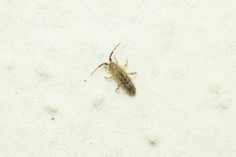 10 Tips for Professional Springtail Extermination