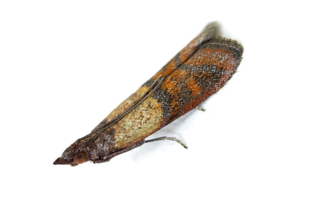 3 Best Compliance Standards for Indian Meal Moth Treatment