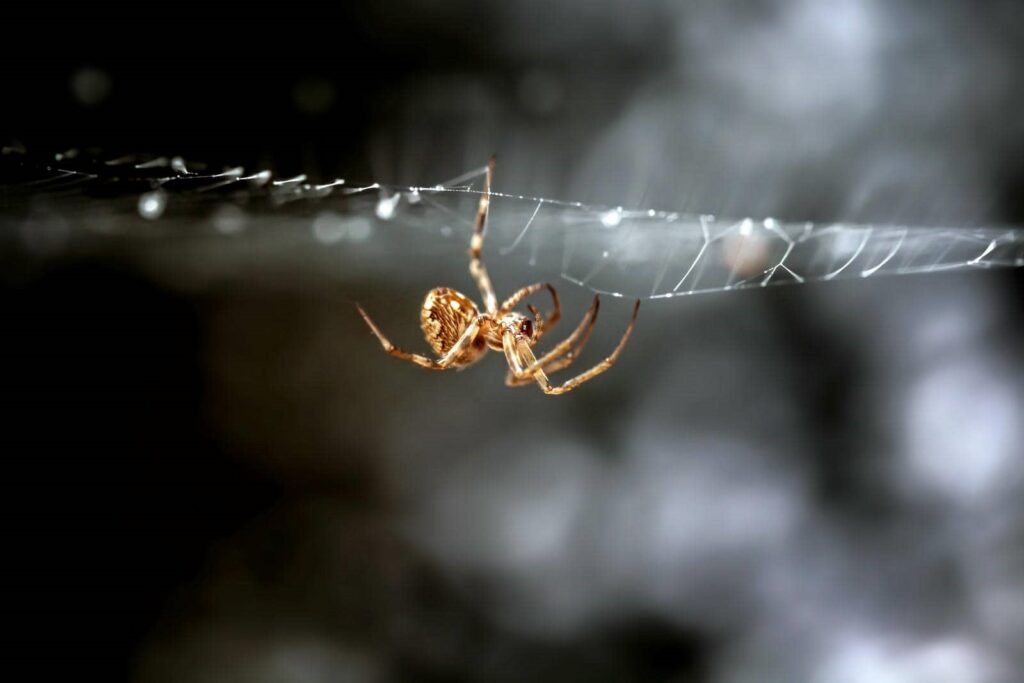 Spider on a web in focus.