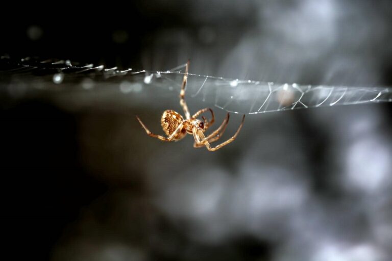 Spider on a web in focus.