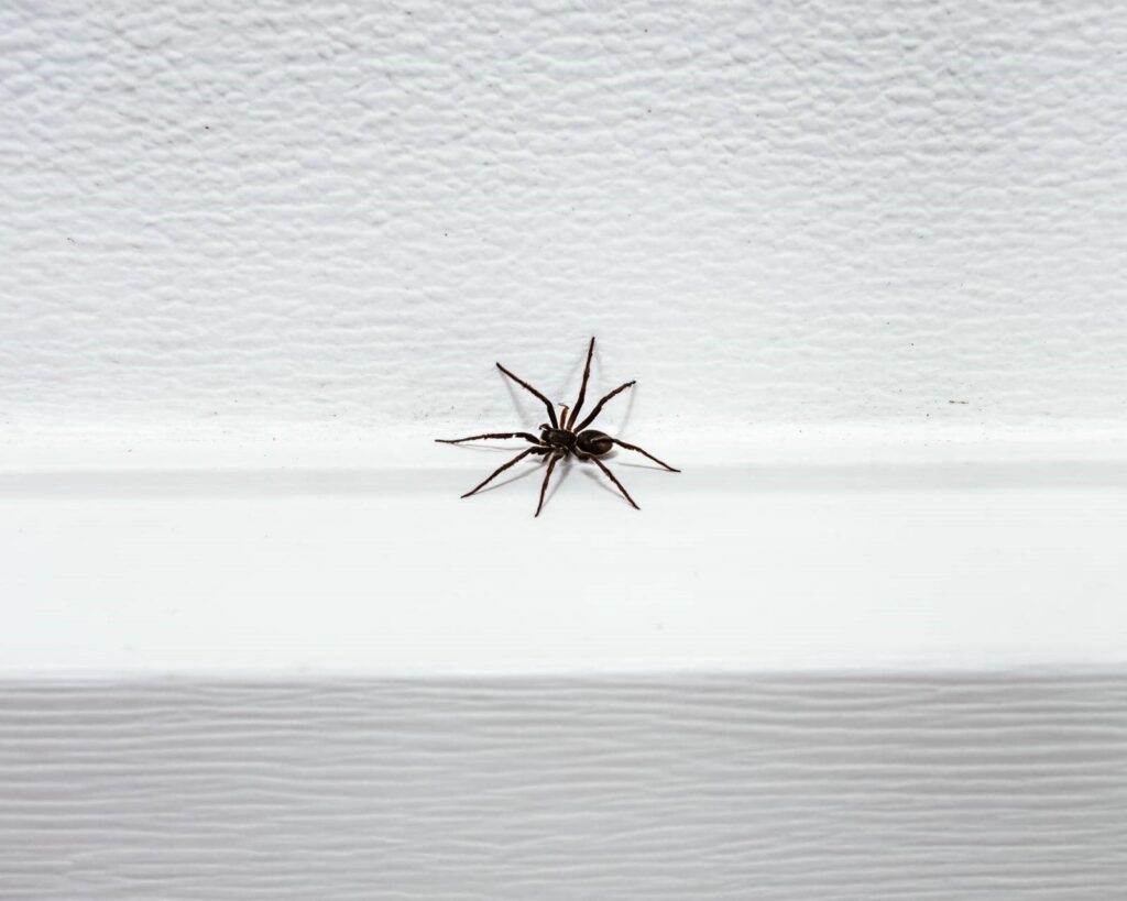 3 Best Tips for Preventing Spider Infestations