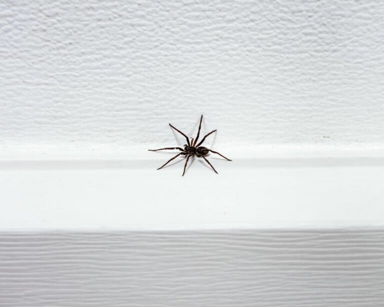 3 Best Tips for Preventing Spider Infestations