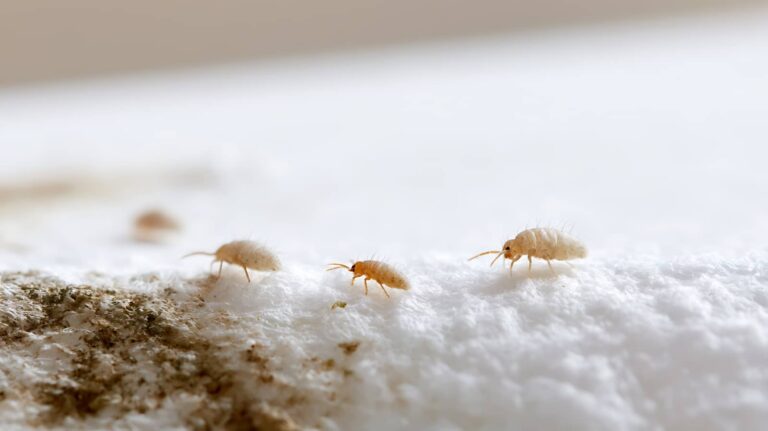 3 Springtail Control Tips for Spring Infestations