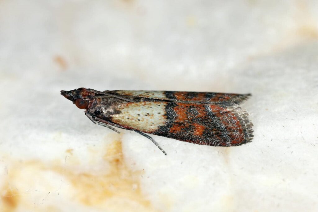 3 Tips for Compliance in Indian Meal Moth Treatment