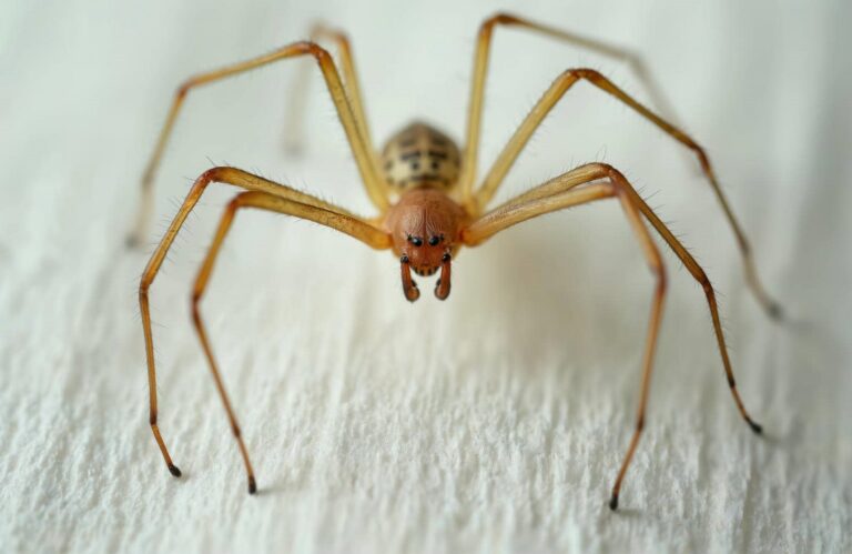 Close-up of a spider on surface.