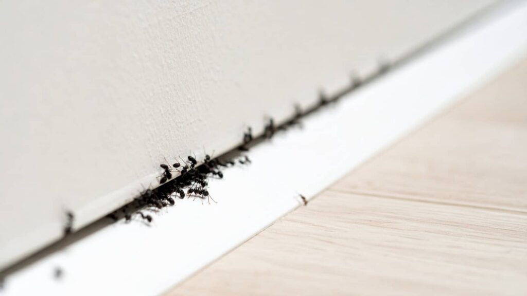 5 Ant Prevention Tips for Every Season