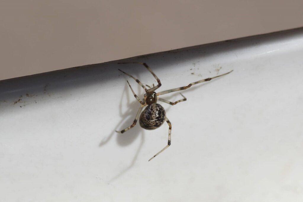 5 Best Preventative Pest Control Techniques for Homes