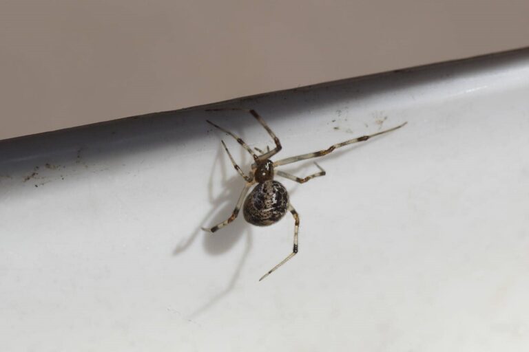 5 Best Preventative Pest Control Techniques for Homes