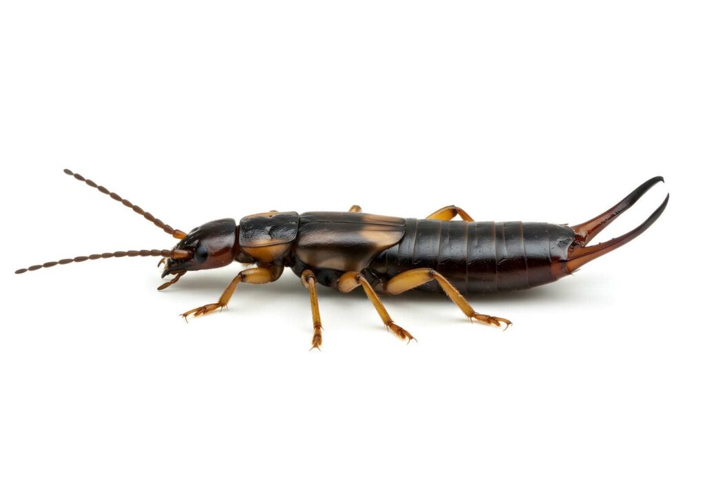 5 Best Tips for Earwig Removal and Prevention