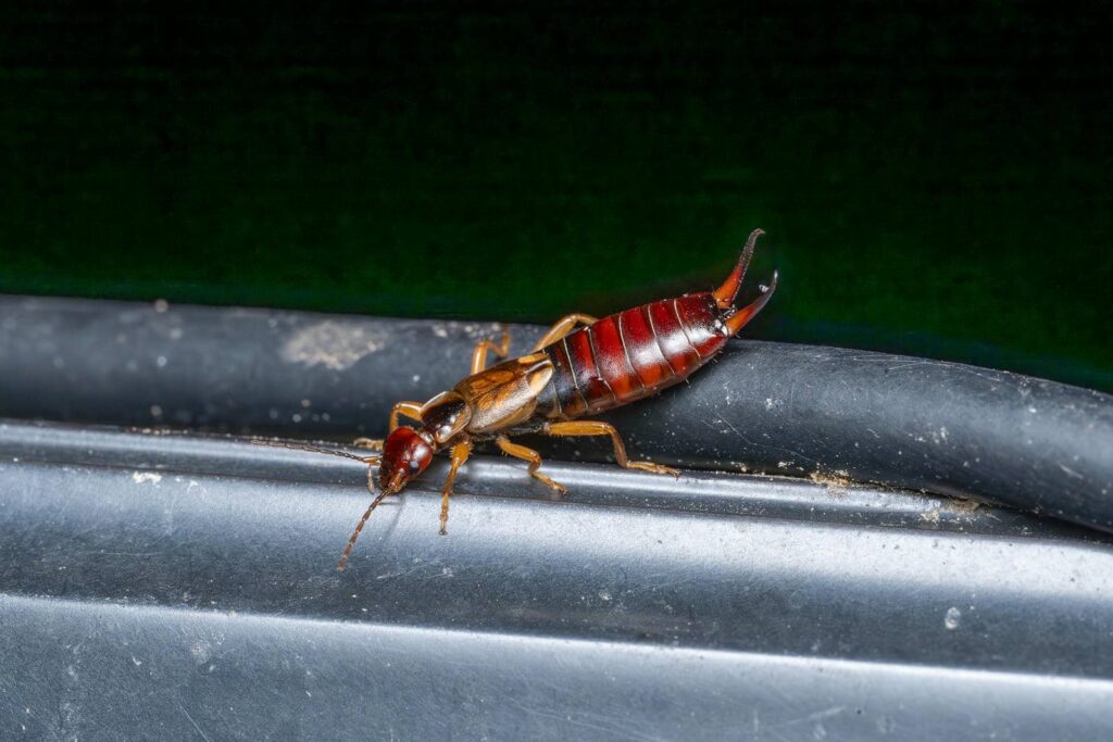 Close-up of an earwig insect.