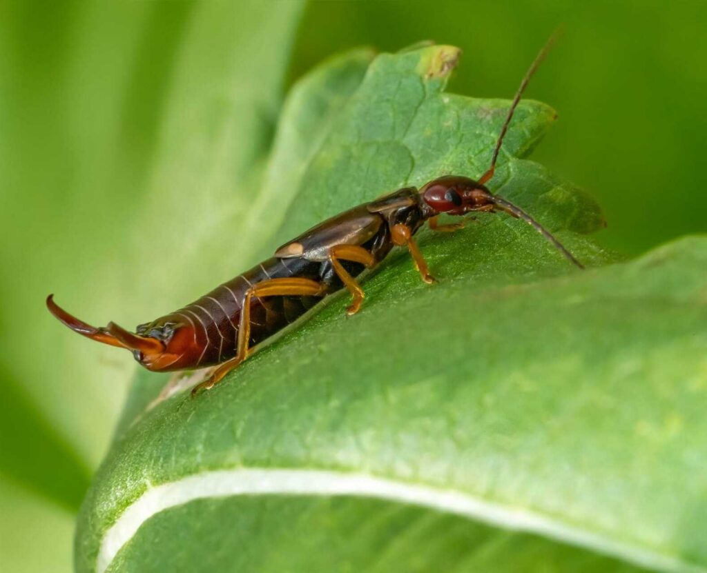 Earwig on a green leaf