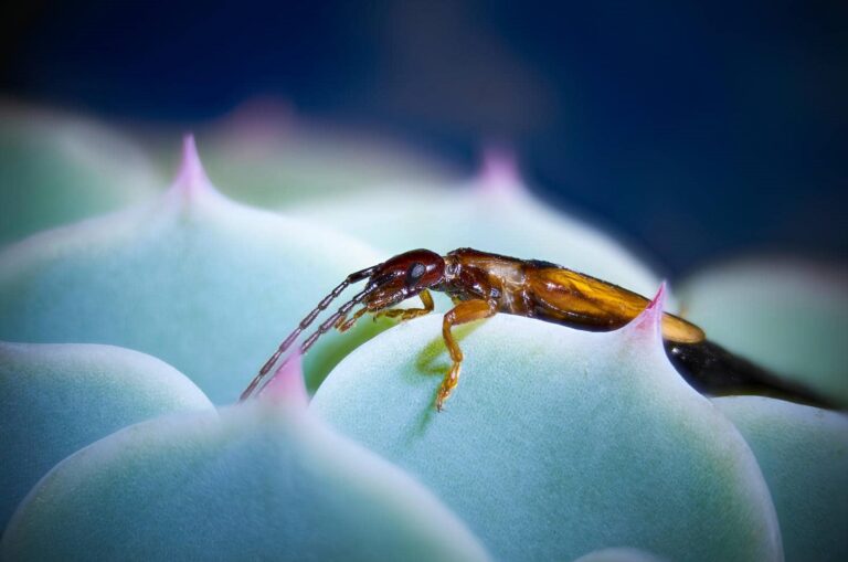 Close-up of an earwig on succulent