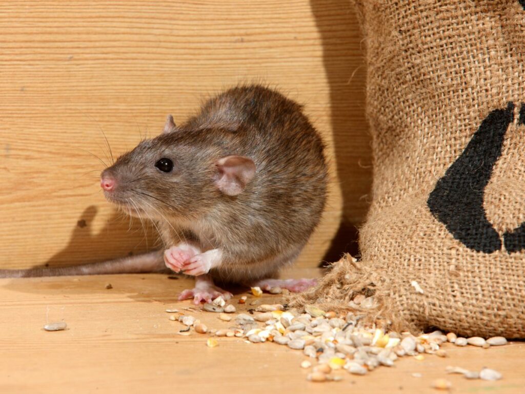 Mice control Holland MI. Mice are of the most common type of rodents invading homes.