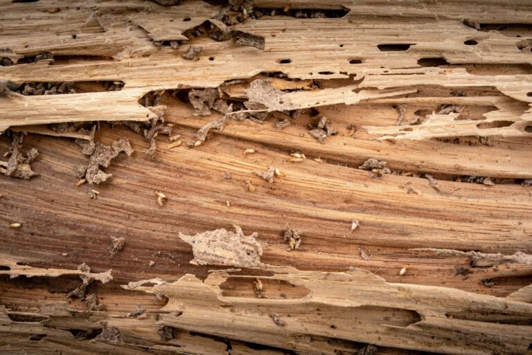 5 Tips for Choosing Top Termite Control Services