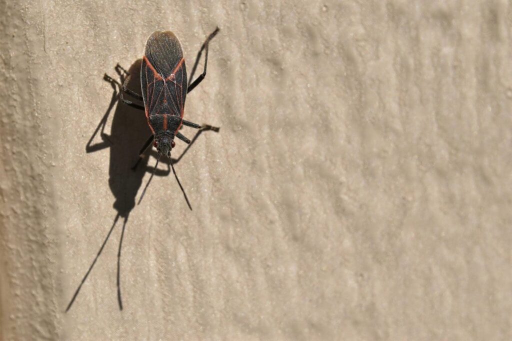 5 Tips for Nearby Box Elder Bug Treatment