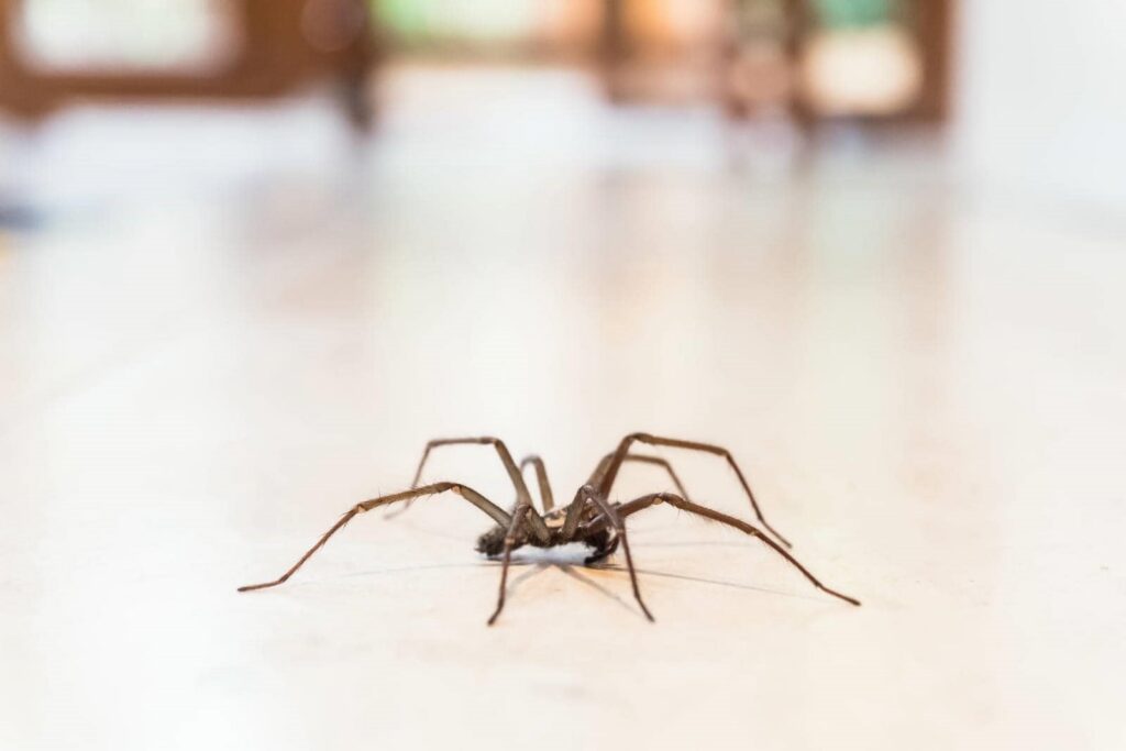 Spider on a light-colored floor.