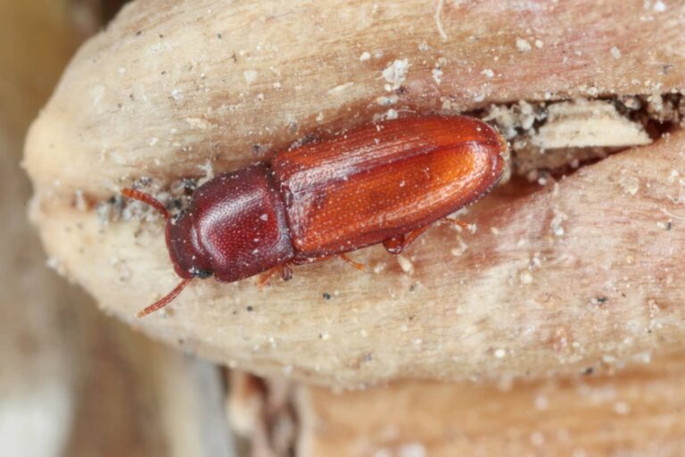 5 Ways to Control Springtails and Red Flour Beetles