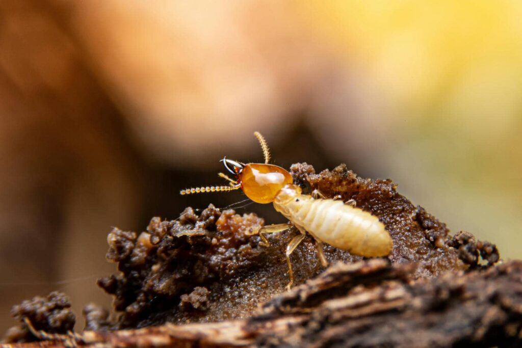 Close-up of a termite on wood