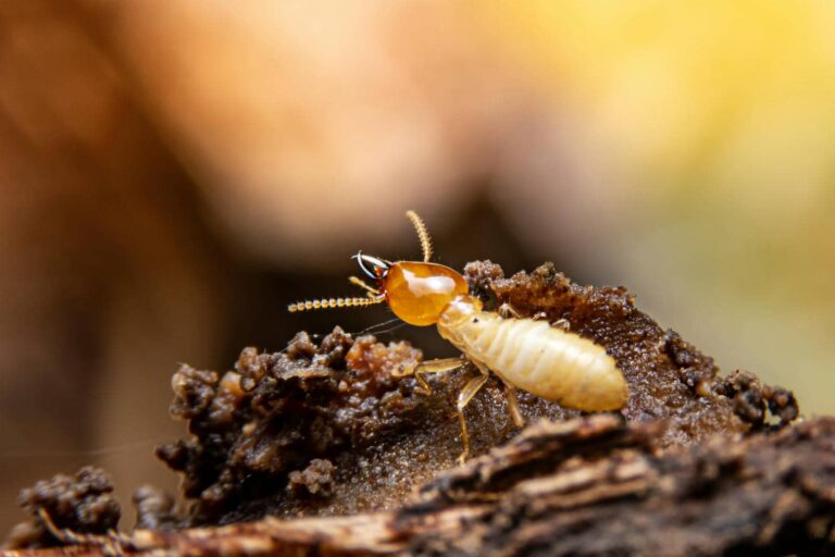 Close-up of a termite on wood