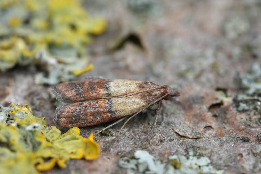 Indian meal moth on textured surface