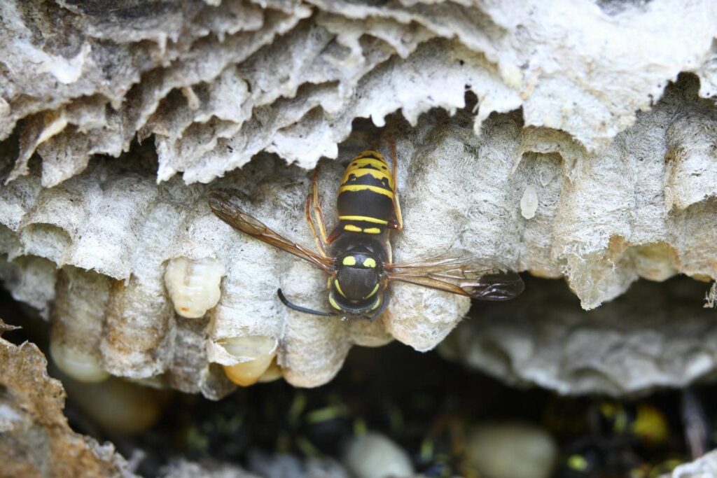 7 Best Wasp Control Services in Your Area