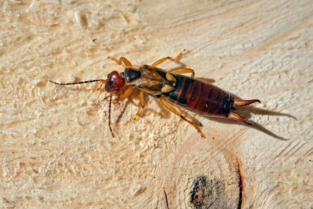 Close-up of an earwig on wood