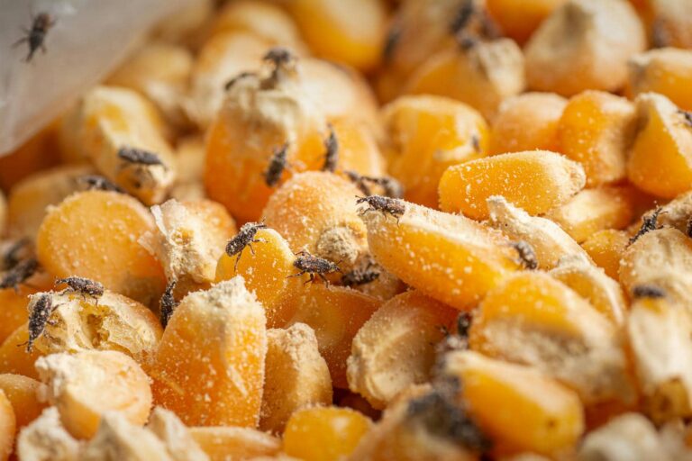 7 Signs You Have Weevils in Your Pantry