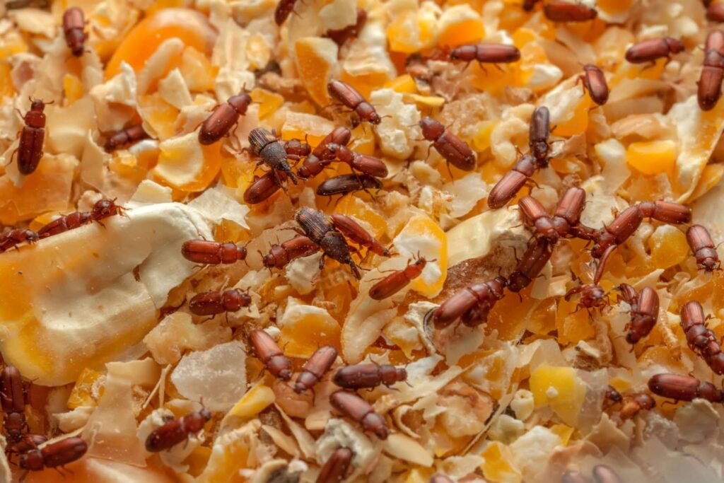 7 Tips for Springtail and Flour Beetle Control