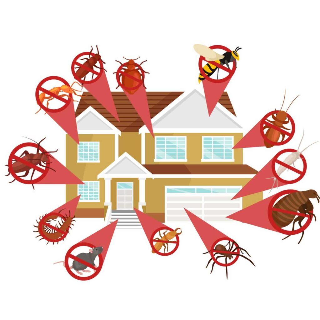 Top Strategies for Mice Removal in Apartments