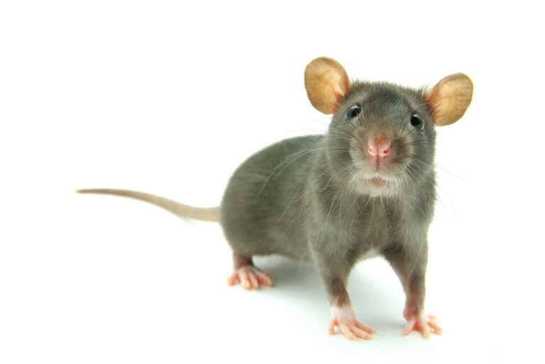 Top Natural Remedies for Mice and Fleas