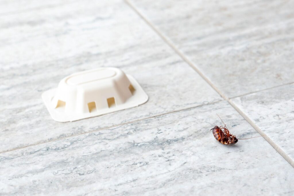 What Are the Best Roach Extermination Tips?