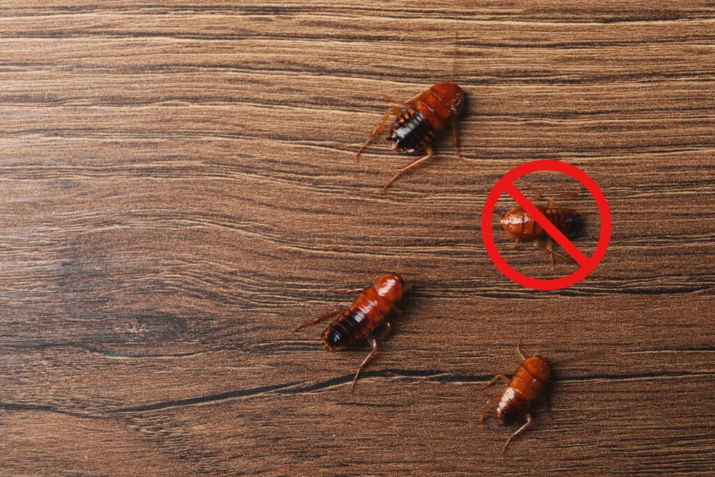 Top 7 Indoor Roach Extermination Techniques