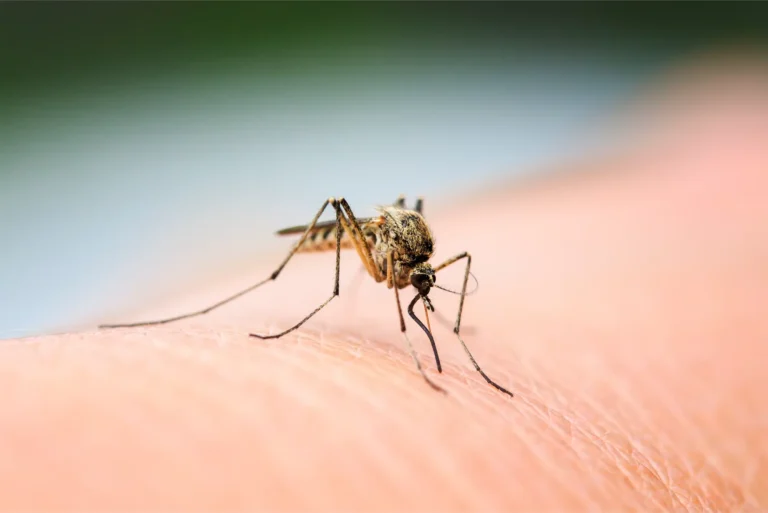 Effective Mosquito Control: Best Extermination Strategies