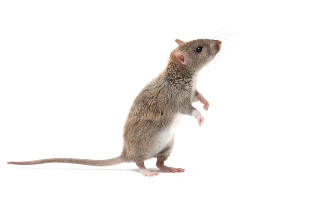Stop Mice Infestations in Apartments Now