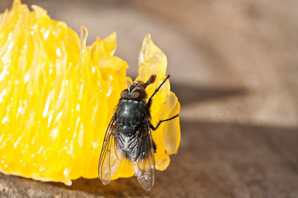 A close up of a fly on a wedge of orange.