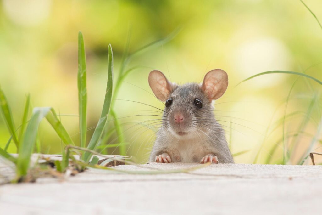 Can You Really Keep Mice Out of Apartments?
