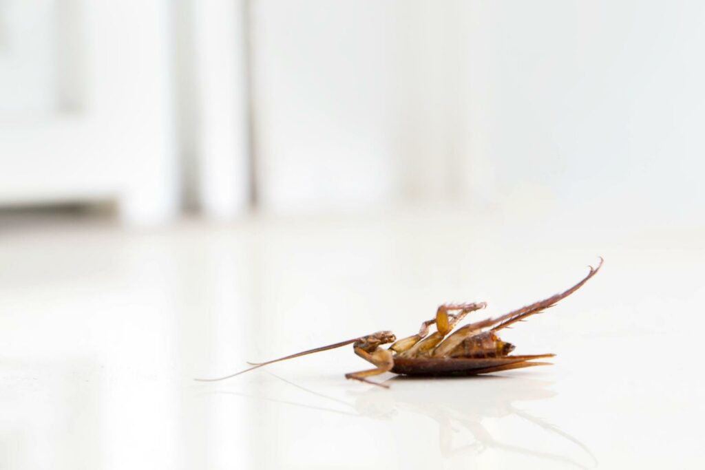 10 Best Sustainable Pest Control Options for Businesses