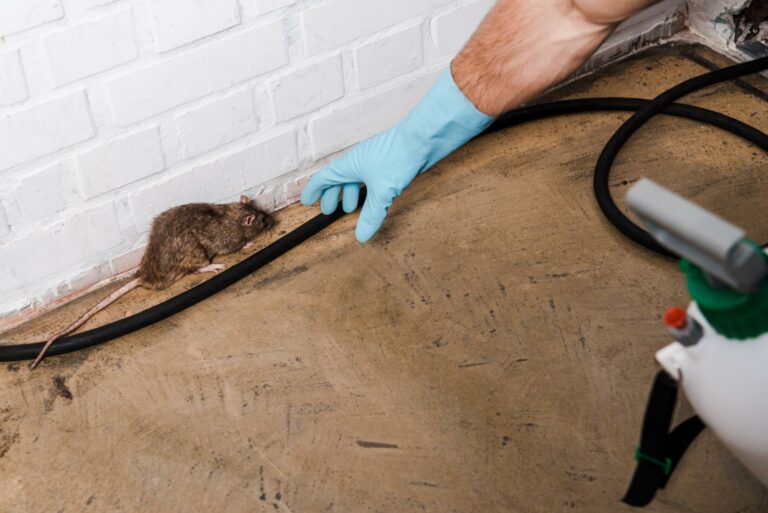 Why Choose Affordable Pest Management for Businesses?