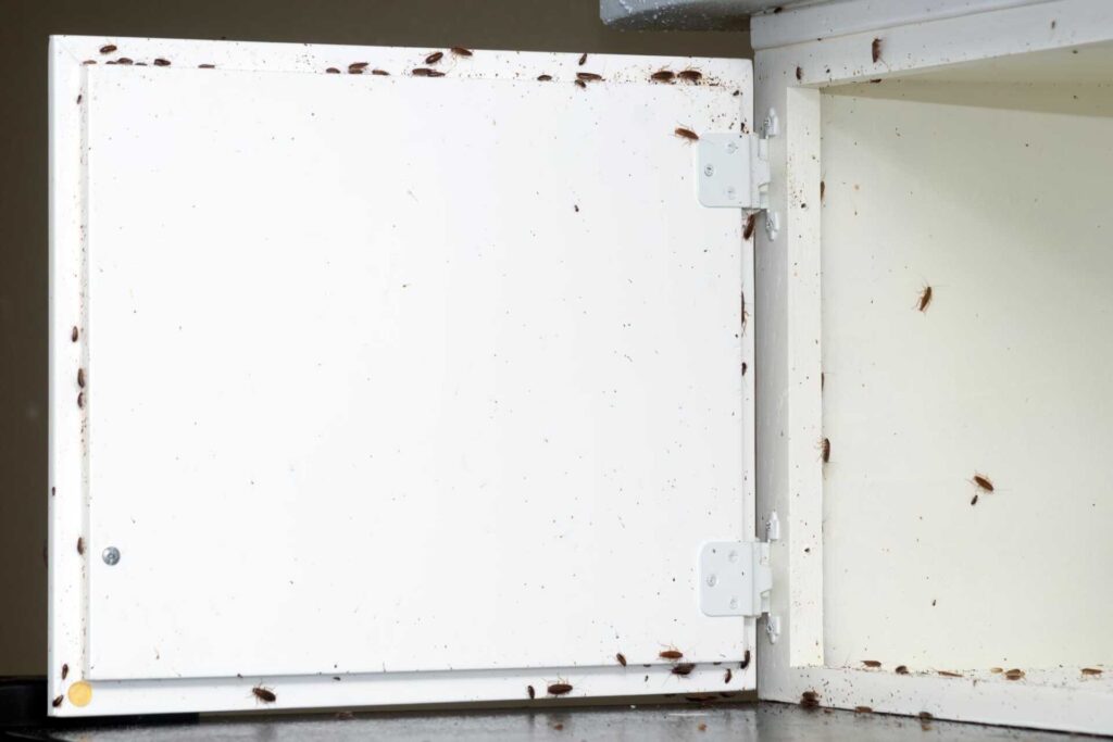 5 Best Indoor Pest Control Strategies for Homes
