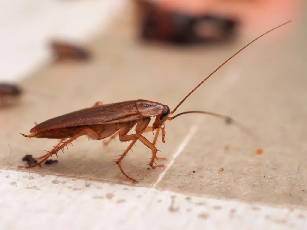 Don’t Let Pests Take Over Your Home