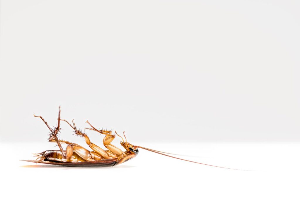 How to Effectively Remove Mice From Apartments